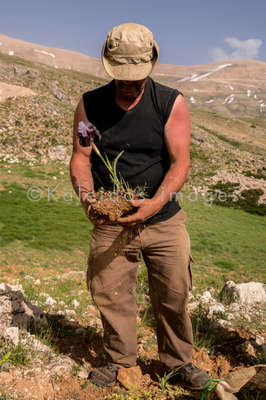 Al Arz;Iris;Iris Cedreti;Kaleidos;Kaleidos images;Lebanon;Middle East;Near East;Tarek Charara;Youssef Tawk;Flowers;Endemic;Endemic species;Critically endangered;Critically endangered species